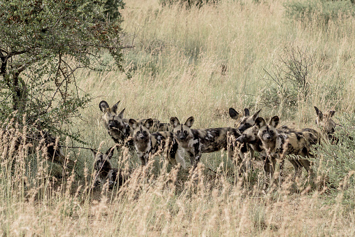 A pack of African Wild Dogs gathered under a tree, Pialnesberg National Park, South Africa.