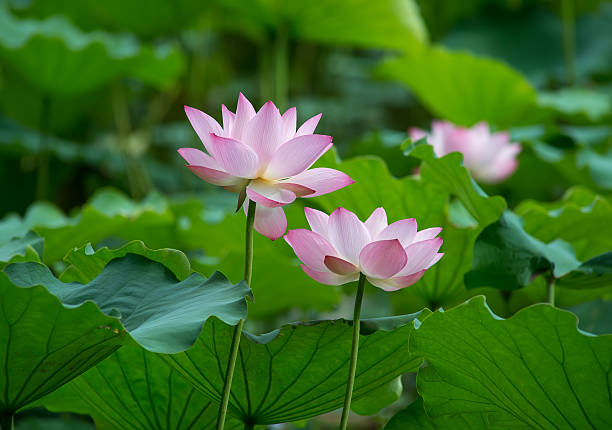 istock blooming lotus flower 468552442