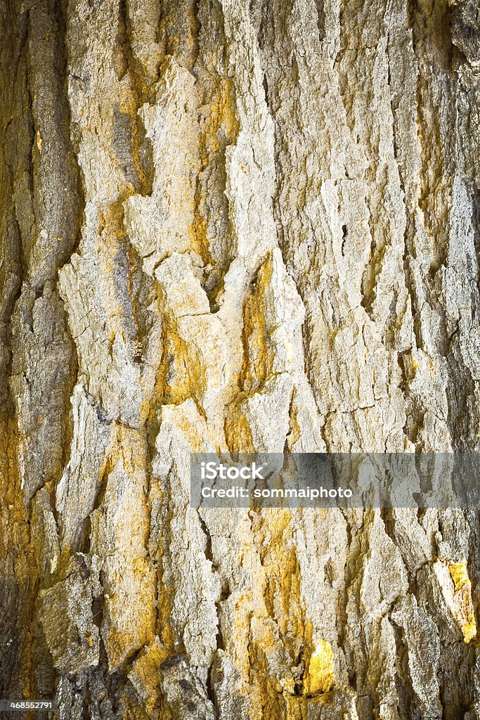 Old tree texture The old tree texture, Background Backgrounds Stock Photo