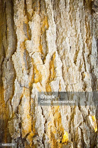 Old Tree Texture Stock Photo - Download Image Now - Backgrounds, Brown, Brown Background