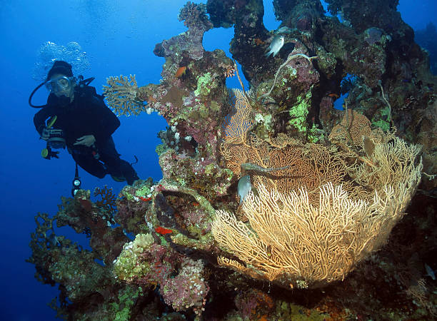 Mergulhador perto de um recife de coral - foto de acervo