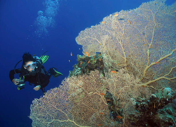 Mergulhador perto de um recife de coral - foto de acervo
