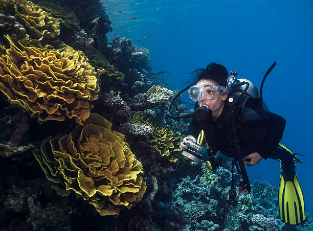 Sommozzatore nei pressi della barriera corallina - foto stock