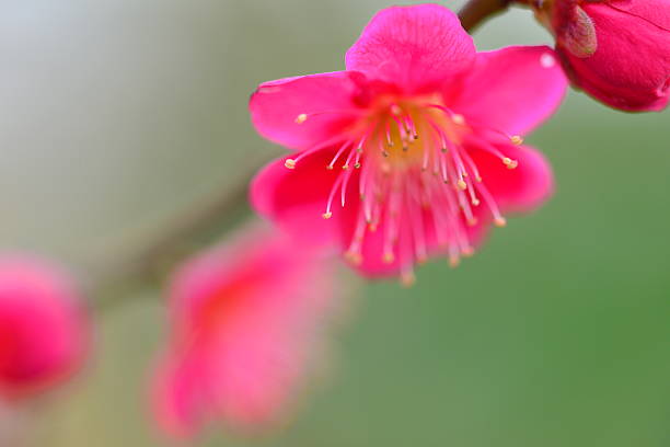 istock Plum Blossom Season, Japan 468553136