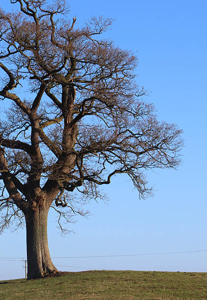 istock Image of English oak tree in winter, branches, trunk, no-leaves 468553390