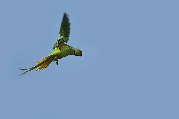 istock Rose-ringed parakeet in flight in Bardia, Nepal 468553576