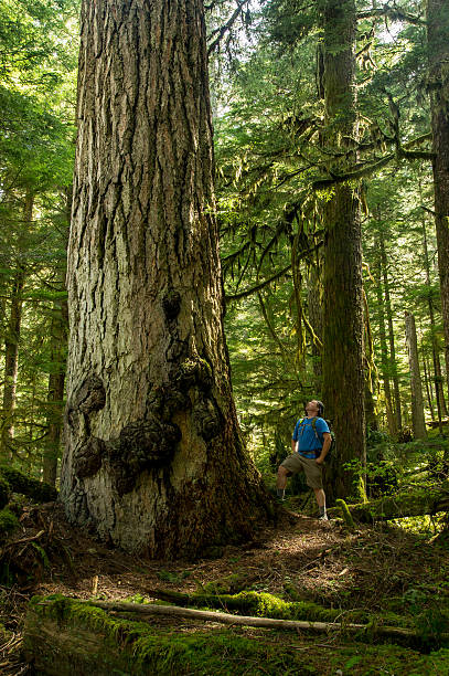 istock Hiker and old growth Fir 468553806