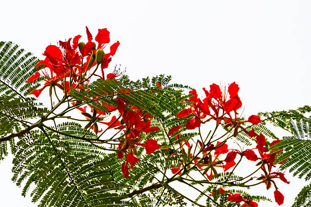 istock Red Flame Tree Silhouette Delonix Regia Hong Kong 468554054
