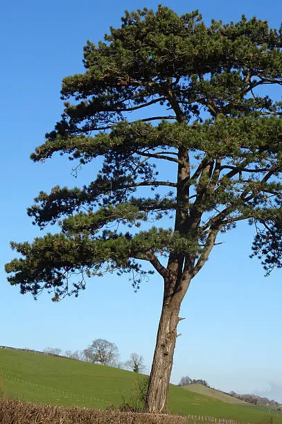 Photo showing a single Scots pine tree (Latin name: pinus sylvestris) that is growing on the edge of a field, alongside the hedge and next to the road.  The pine tree is pictured isolated against a blue sky, with its spreading, balanced branch structure clearly visible.