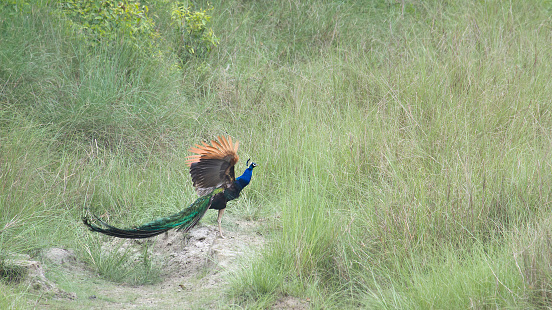 species Pavo cristatus