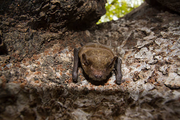 istock lesser Asiatic yellow bat in Bardia, Nepal 468554406
