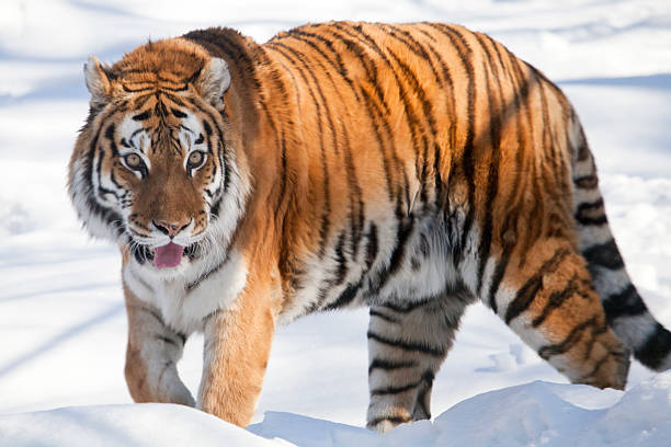 istock The Siberian tiger 468554740