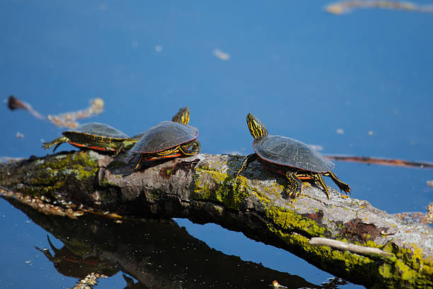 istock Painted Turtles Basking in the Sun 468557067