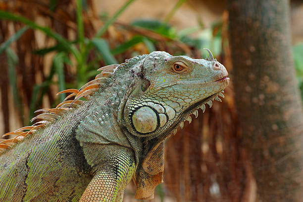 istock iguana green vivarium 468557636