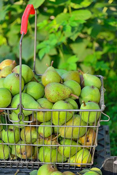 istock sale pears in basket on market 468557796