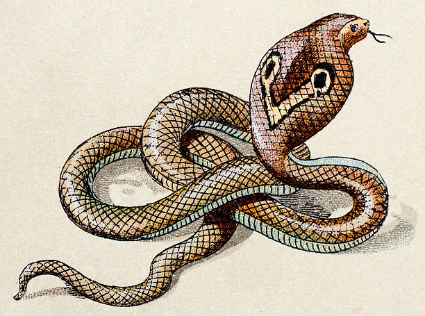 인도어 cobra, 파충류 동물 앤틱형 일러스트 - cobra engraving antique retro revival stock illustrations