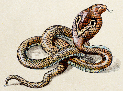 Indian cobra, reptiles animals antique illustration