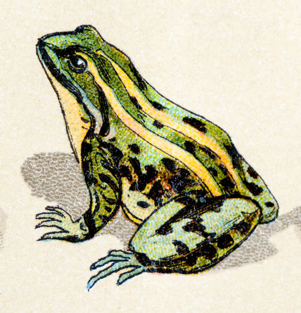 Edible frog, reptiles animals antique illustration Edible frog, reptiles animals antique illustration frog illustrations stock illustrations