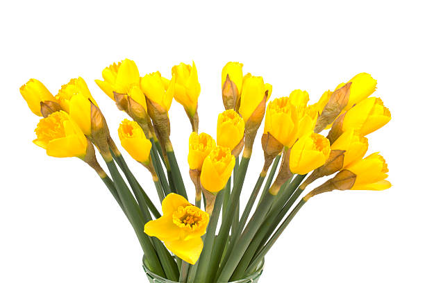 istock bunch of daffodils isolated on white background 468563934