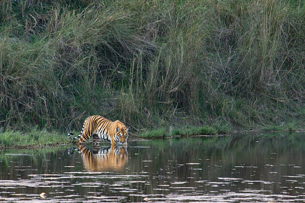 istock Wild Bengal tiger in Bardia, Nepal 468563996