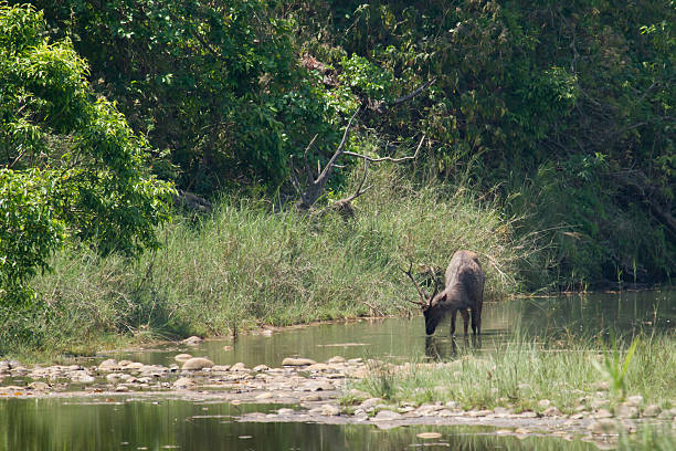 istock Sambar deer in Bardia, Nepal 468564226
