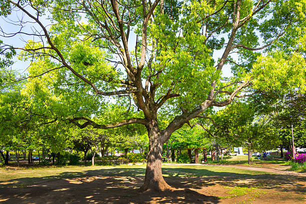 istock Summer Tree and Leaves in a Park 468564920