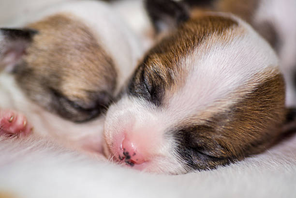 istock sleeping chihuahua puppies 468565517