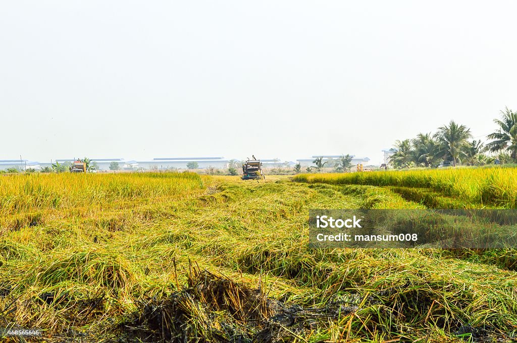 American Rice Tree Rice Tree Stock Photo - Download Image Now - 2015, Agricultural Field ...