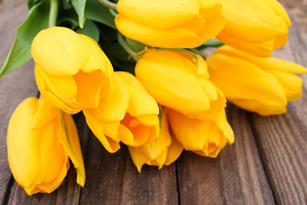 istock Yellow tulips on a background of old wood 468565664