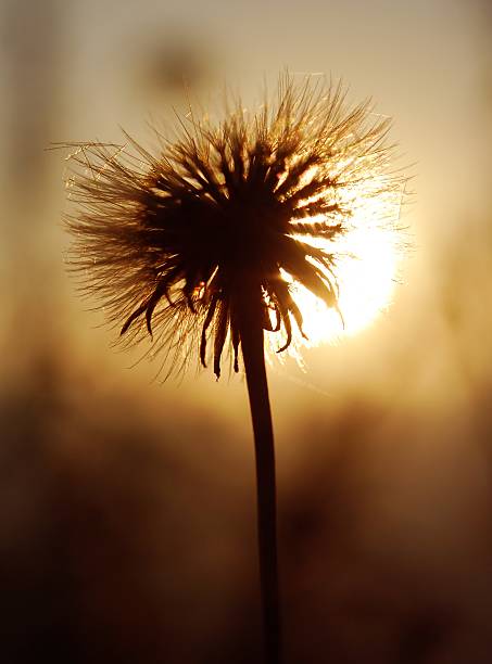istock beautiful movie, dandelion 468565747