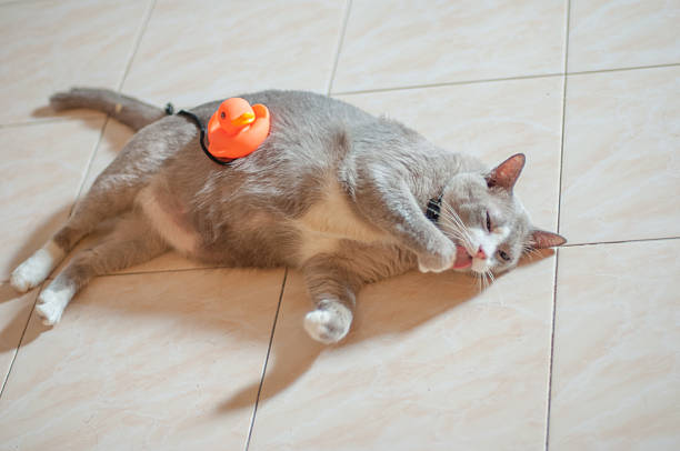 closed up the grey cat is sitting on a floor