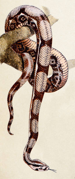 ilustrações de stock, clip art, desenhos animados e ícones de jiboia-constritora, répteis animais ilustração antigo - cobra engraving antique retro revival