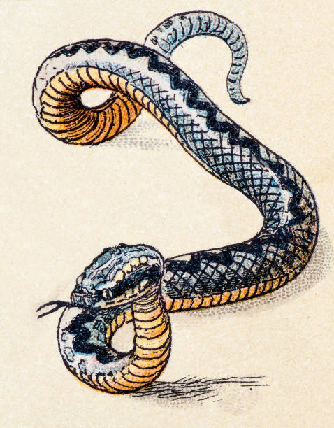 european adder, gady zwierząt antyczne ilustracja - european adder illustrations stock illustrations