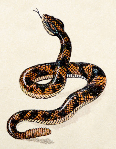 South American rattlesnake, reptiles animals antique illustration