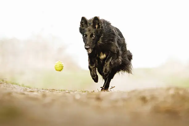 beautiful young Groenendael dog puppy running in spring nature