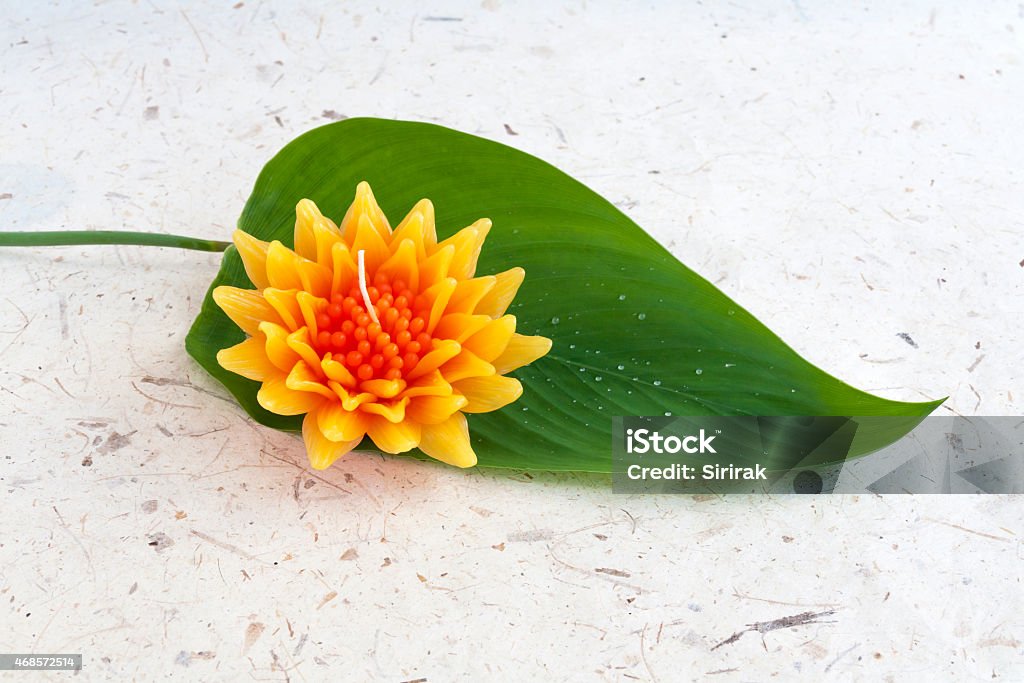 Gazania flower on green leaf Gazania candle flower on green leaf with paper background 2015 Stock Photo