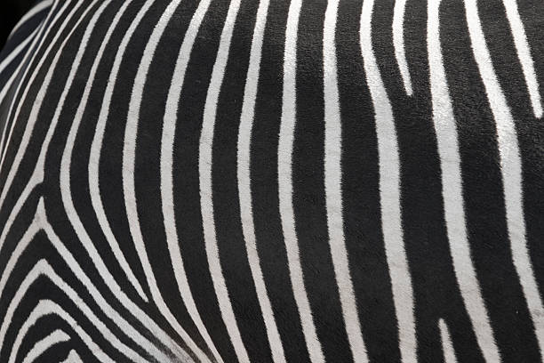istock Skin texture of a zebra. 468572617