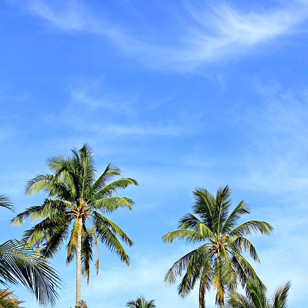 istock blue sky with green leaf palm and cloud 468572642