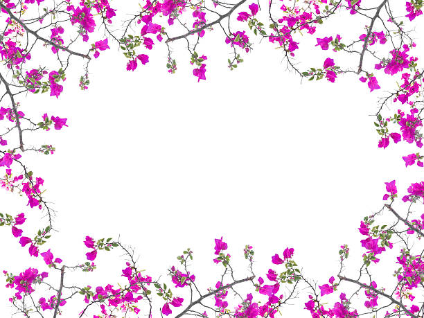 istock Pink Bougainvillea flower frame 468572910