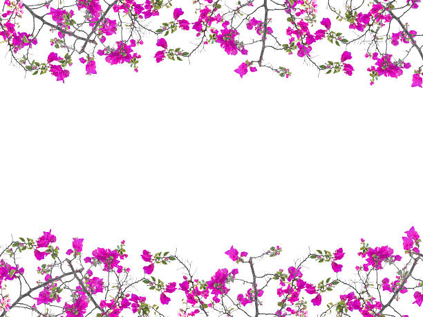 istock Pink Bougainvillea flower frame 468572912