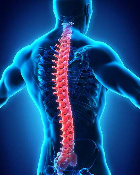 istock Human spine anatomy representation 468573260