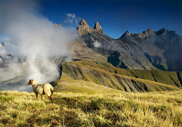 vista montagne con pecore, dalle alpi francesi, grandes rousses. - european alps mountain mountain peak rock foto e immagini stock