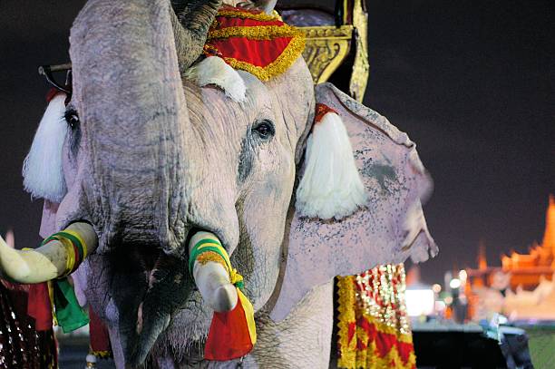 biały słoń w grand palace bangkok, tajlandia - krungthep zdjęcia i obrazy z banku zdjęć