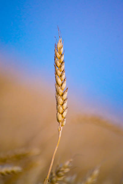 istock ear of wheat with blue sky 468574992