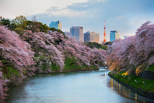 Sakura blossom at Kitanomaru Garden, Tokyo, Japan Tokyo, Japan - April 6, 2014: Sakura blossom at Kitanomaru Garden, Tokyo, Japan on April 6, 2014. tokyo sakura stock pictures, royalty-free photos & images