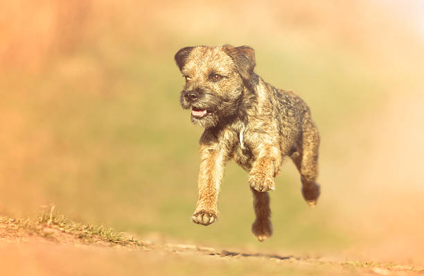 beautiful fun border terrier dog puppy flying jump running spring nature