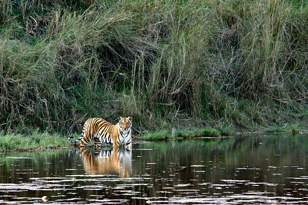 wild tigre del bengala in bardia, nepal - tiger india ranthambore national park undomesticated cat foto e immagini stock