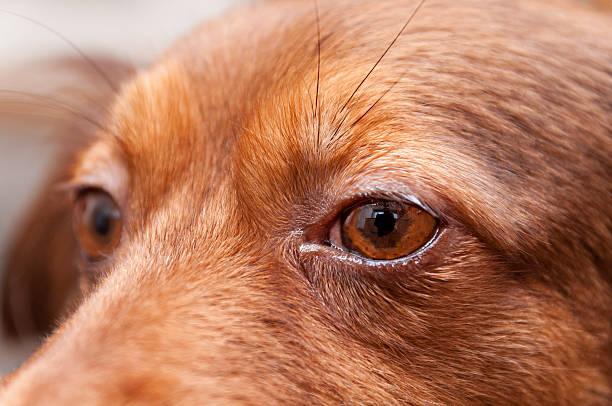 istock portrait of a brown dog 468576571