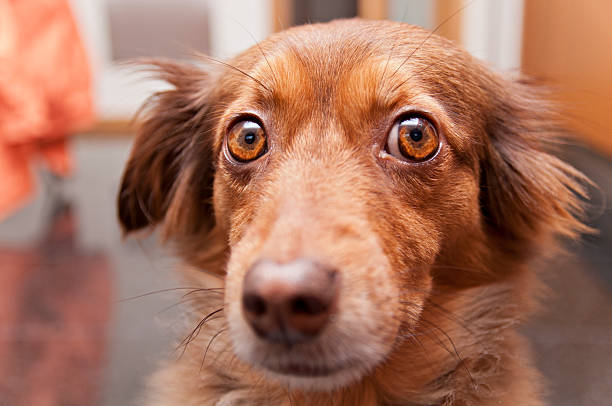 istock portrait of a brown dog 468576735
