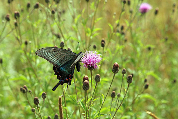 istock Butterfly, black swallowtail on a red flower 468577582